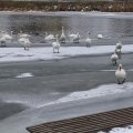 Łabędzie w zimie na kanale w Łączanach