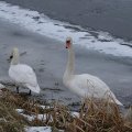 Łabędzie w zimie na kanale w Łączanach