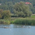 Lato na Ścieżce ornitologicznej w Łączanach